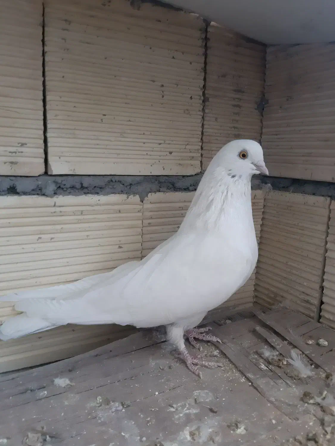 کبوتر ماده|پرنده|بروجن, |دیوار