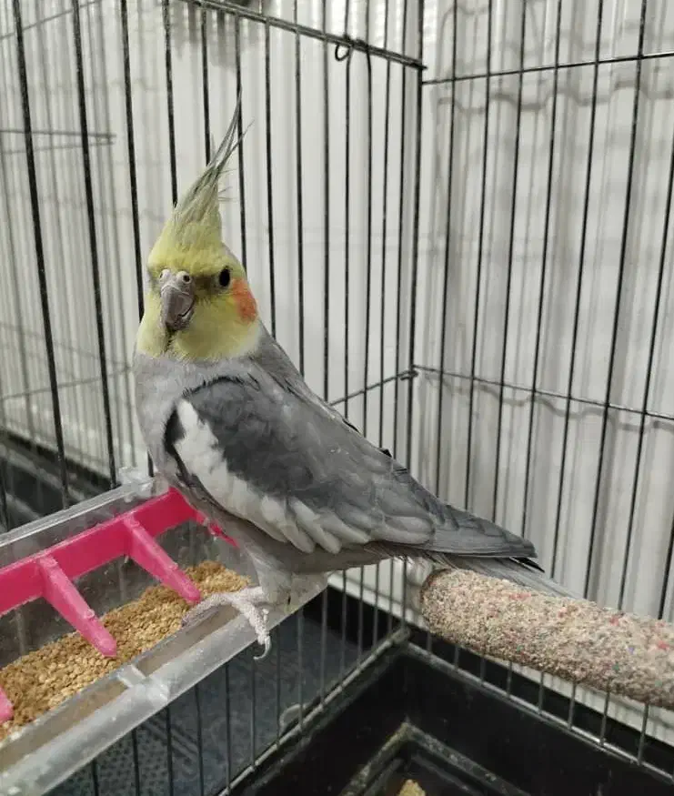 عروس هلندی|پرنده|یزد, |دیوار