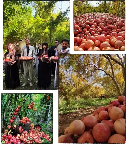 تور انار چینی هیجان انگیز|تور و چارتر|پاوه, |دیوار