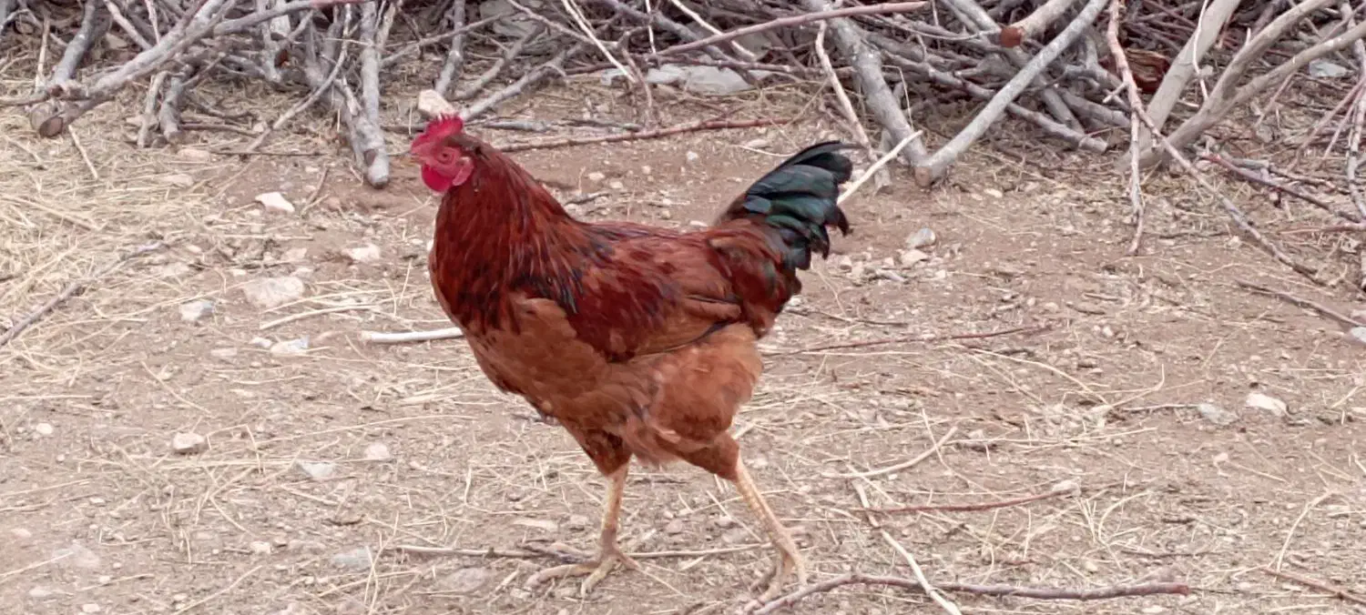 حیوانات|حیوانات مزرعه|قره ضیاالدین, |دیوار