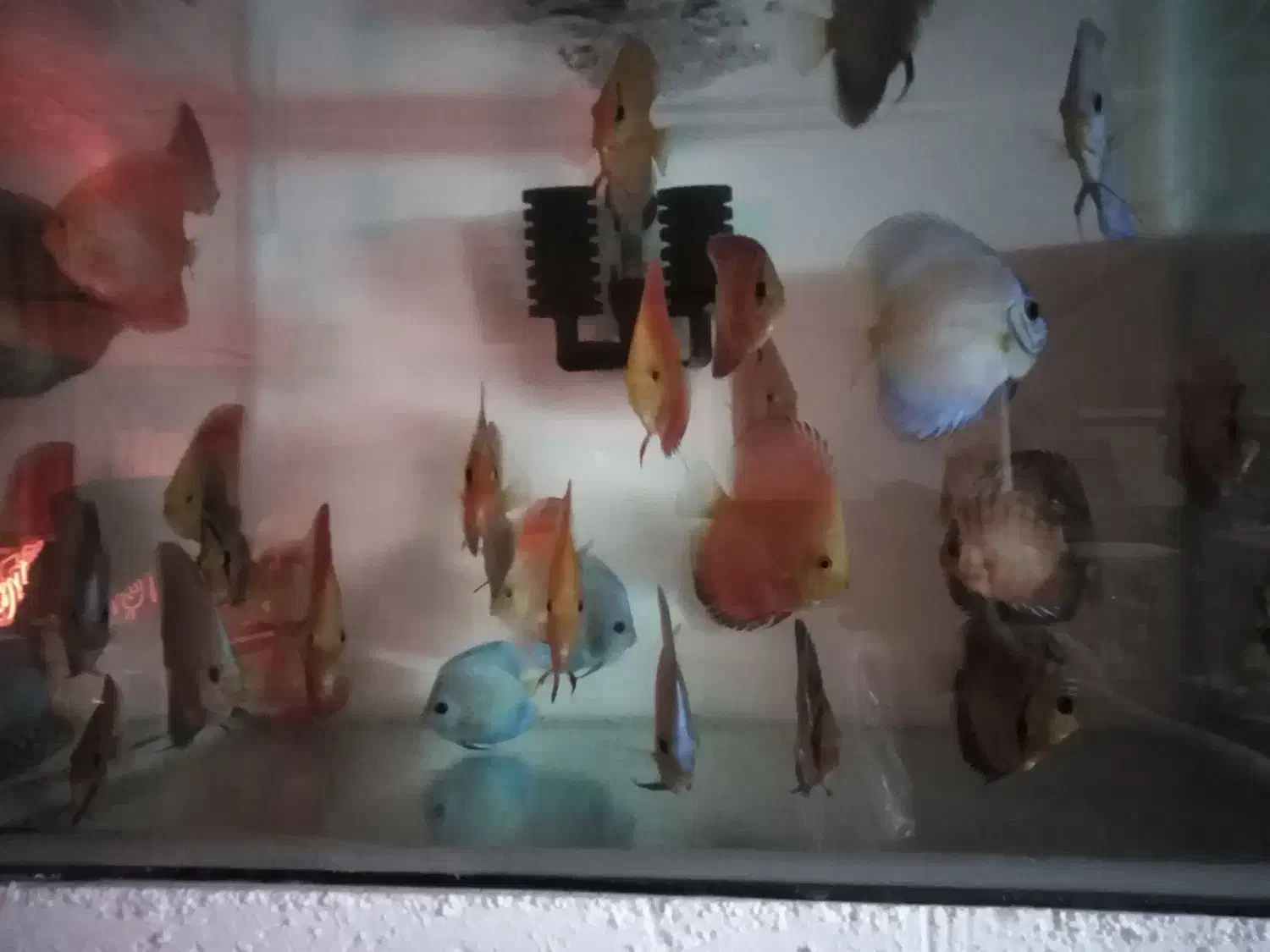 فروش دیسکس باتنوع وکیفیت عالی از سایز3تا7اینچ|ماهی|کرمان, |دیوار