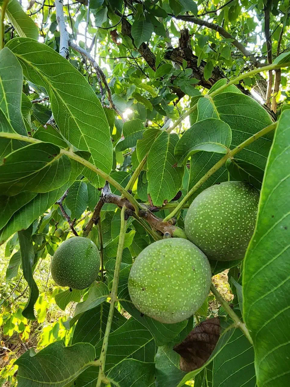 فروش گردوزار و باغ الوان|فروش زمین و ملک کلنگی|انزل, |دیوار