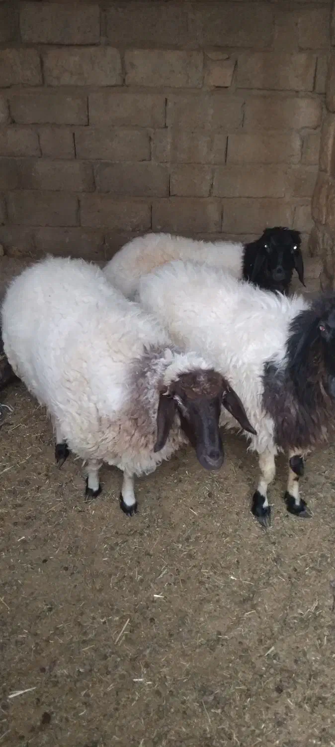 دو راس گوسفند  سه ماه آبستن|حیوانات مزرعه|آبش احمد, |دیوار