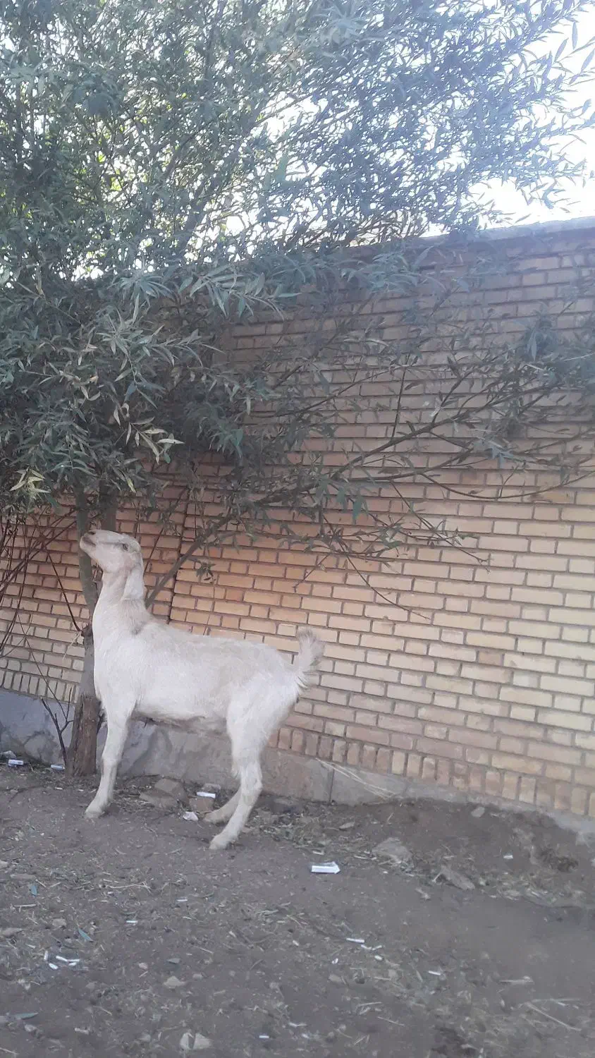 فروش بز درجه یک|حیوانات مزرعه|کنگاور, |دیوار