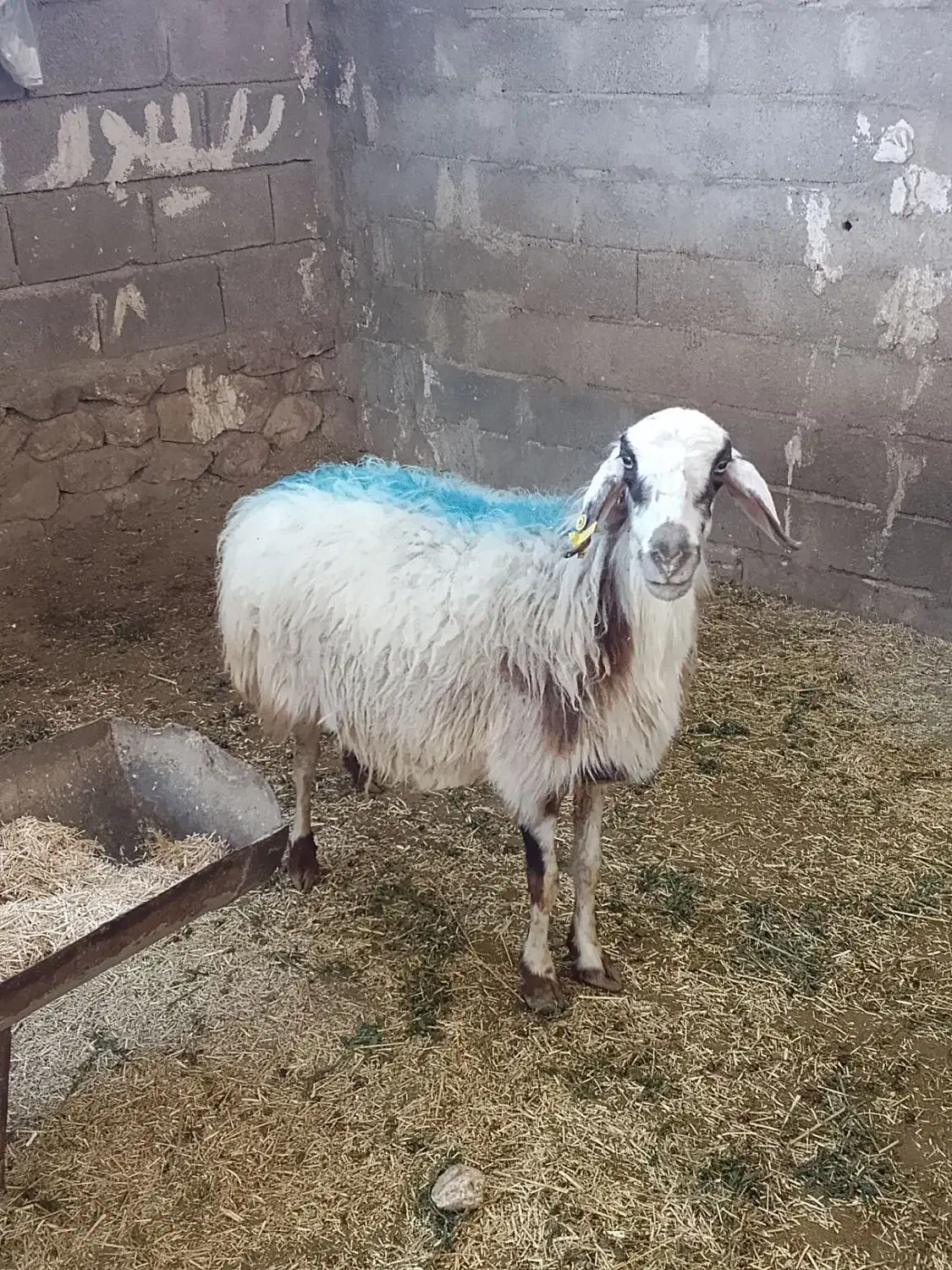 میش و کاه|حیوانات مزرعه|دهدشت, |دیوار