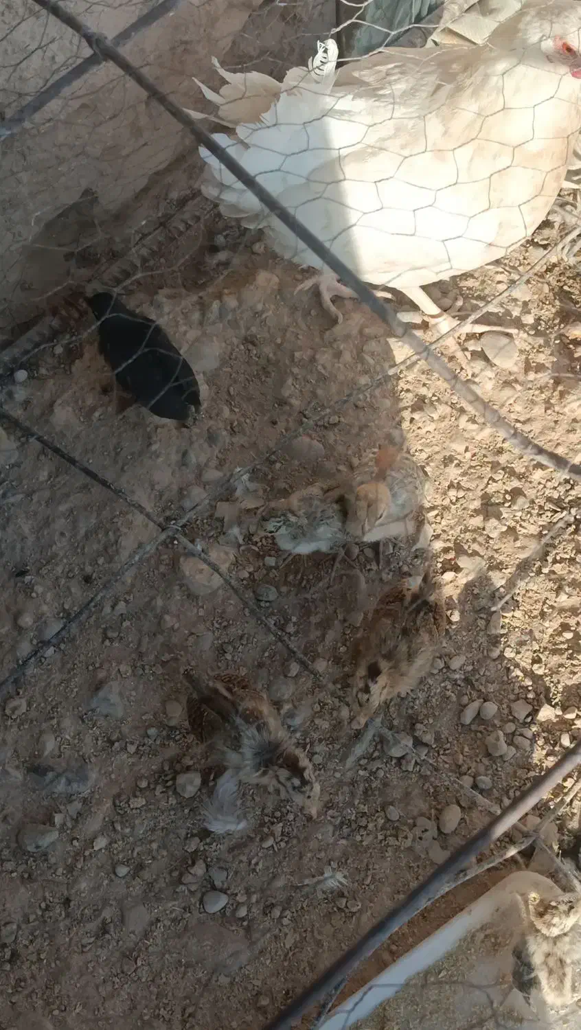 مرغ باجوجه|حیوانات مزرعه|منج, |دیوار