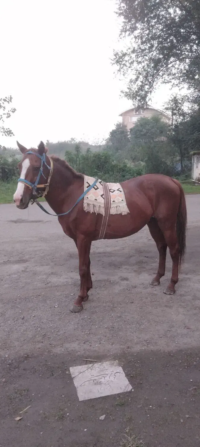 اسب کورند سال ۷|اسب و تجهیزات اسب‌سواری|لنگرود, |دیوار