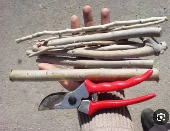 قلمه صنوبر نگرا|حراج|بانه, |دیوار