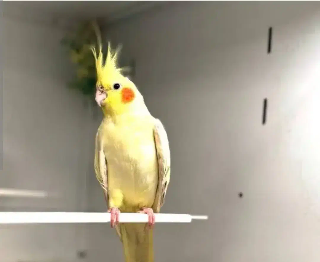 گمشده|حیوانات|طبس, |دیوار