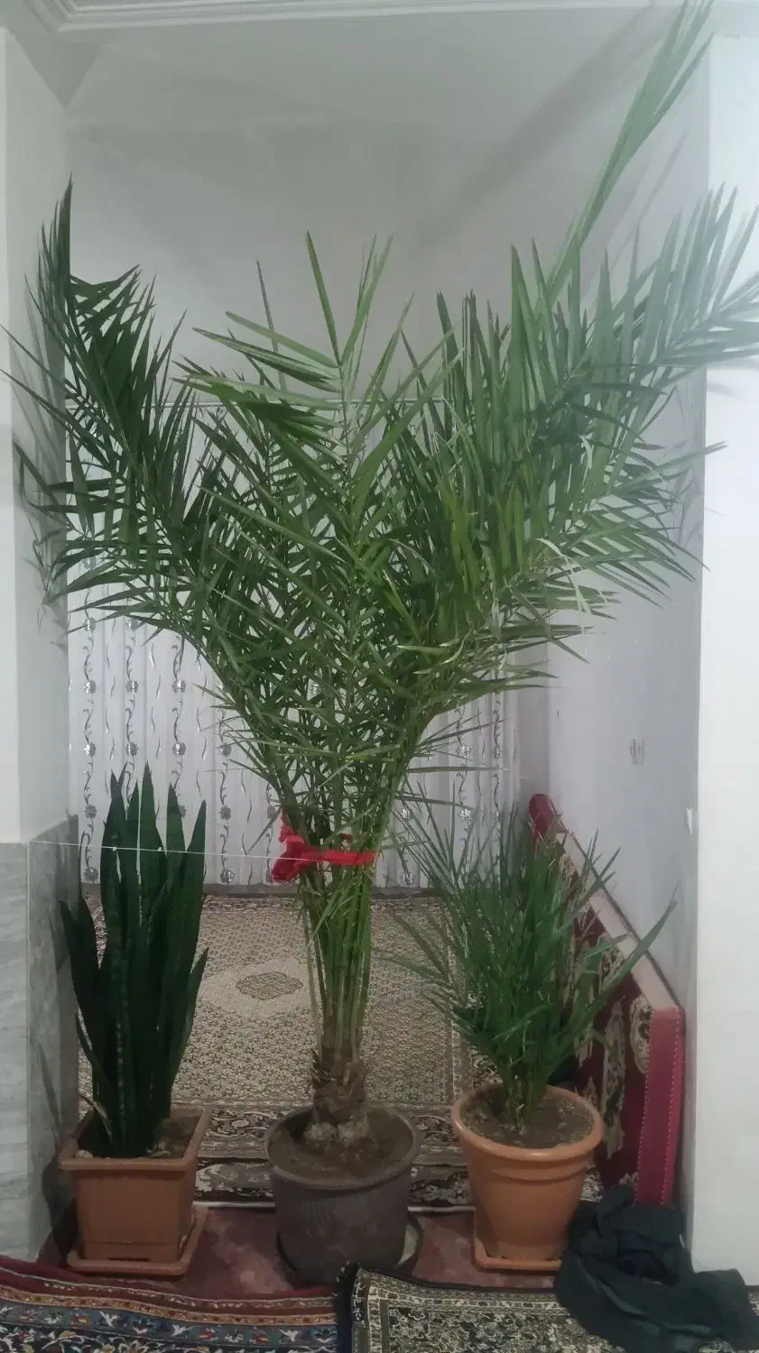 نخل خرما و گل درختی طبیعی|گل و گیاه طبیعی|ثمرین, |دیوار