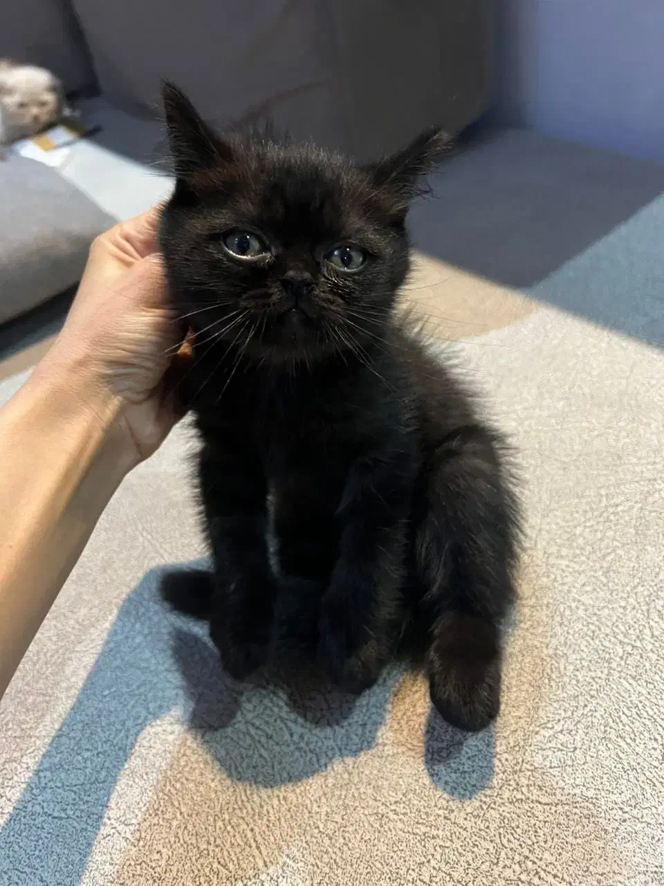 گربه بریتیش بلک جذاب|گربه|رشت, لاکانی|دیوار