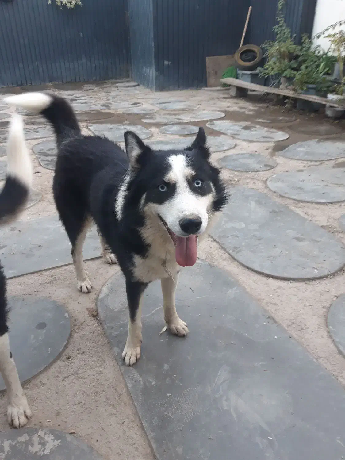 واگذاری  سگ هاسکی نر|سگ|شهریار, کردزار|دیوار