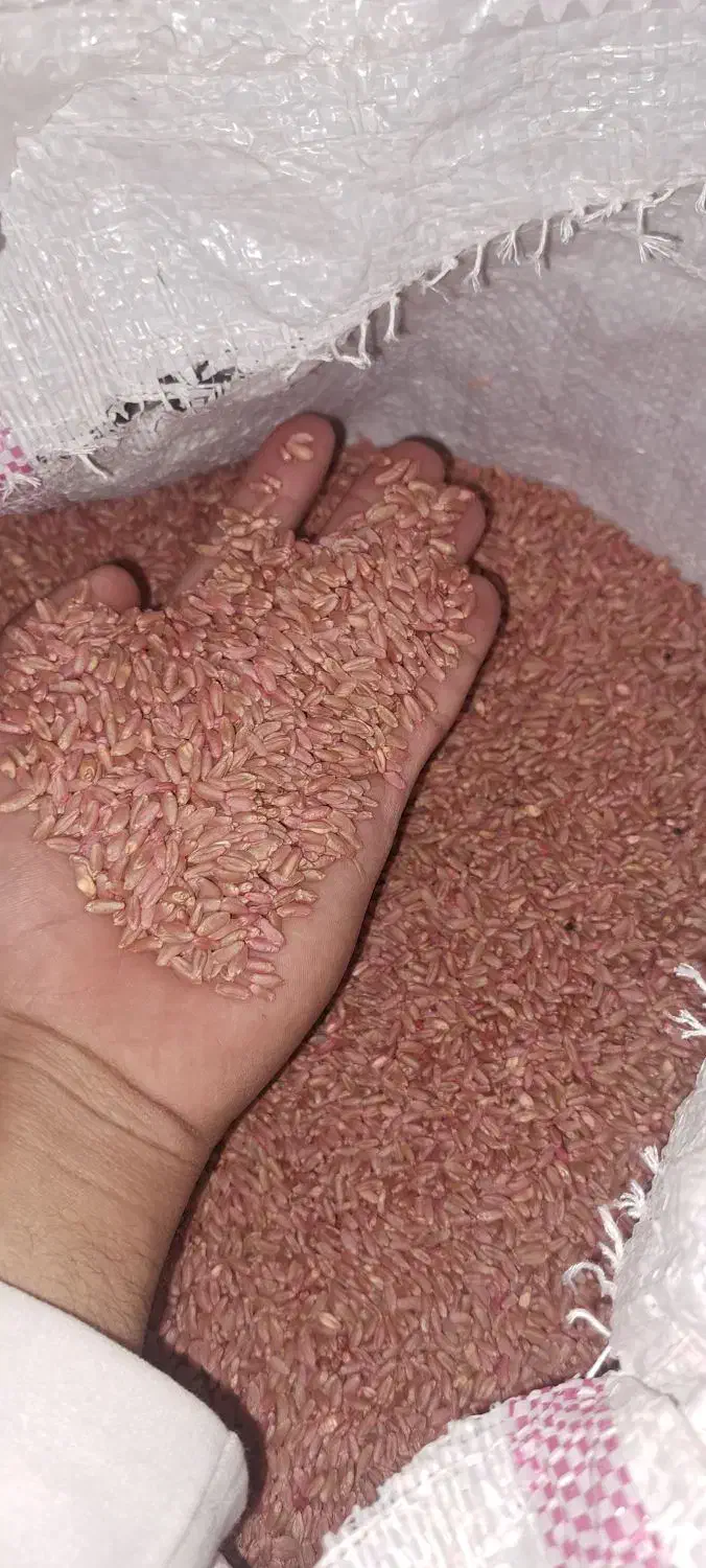 گندم بیرنگ|خوردنی و آشامیدنی|دشت ذهاب, |دیوار