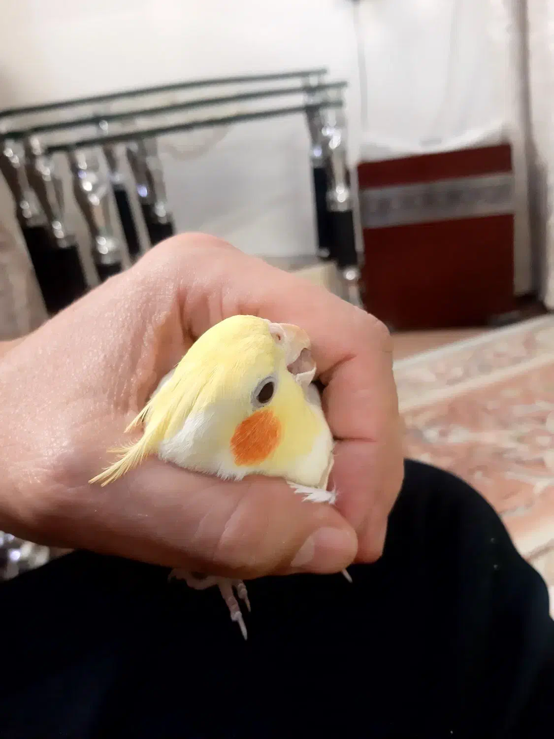 عروس هلندی لوتینو چشم شرابی|پرنده|شاهینشهر, گرگاب|دیوار