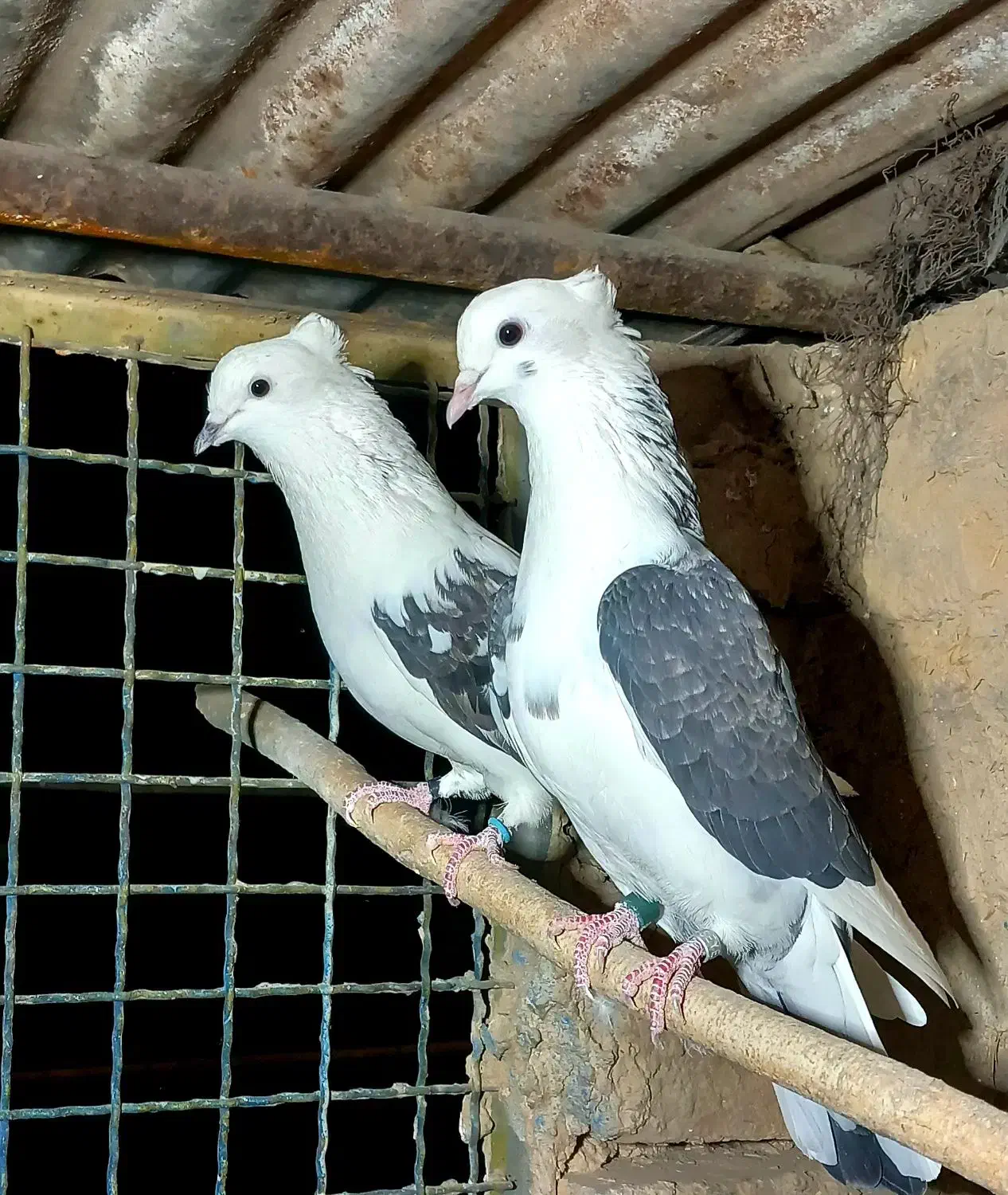 فروش کبوتر|پرنده|جوادآباد, |دیوار