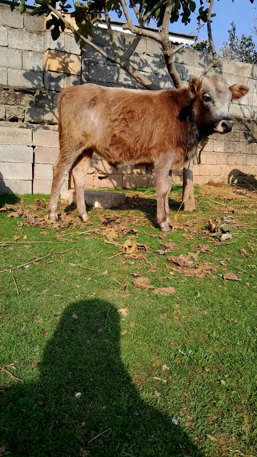 گاو یا ورزا کوله جرسی|حیوانات مزرعه|رشت, عینک|دیوار