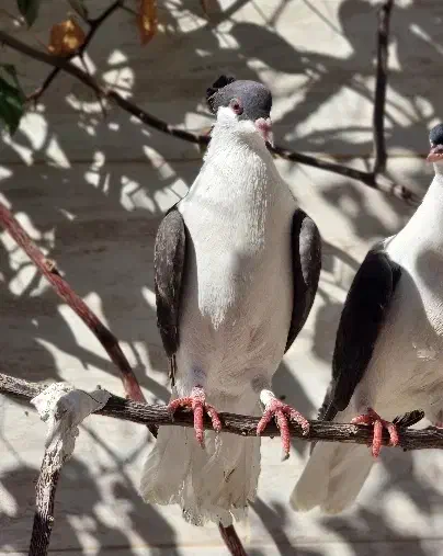 کبوتر گم شده|پرنده|اندیمشک, |دیوار