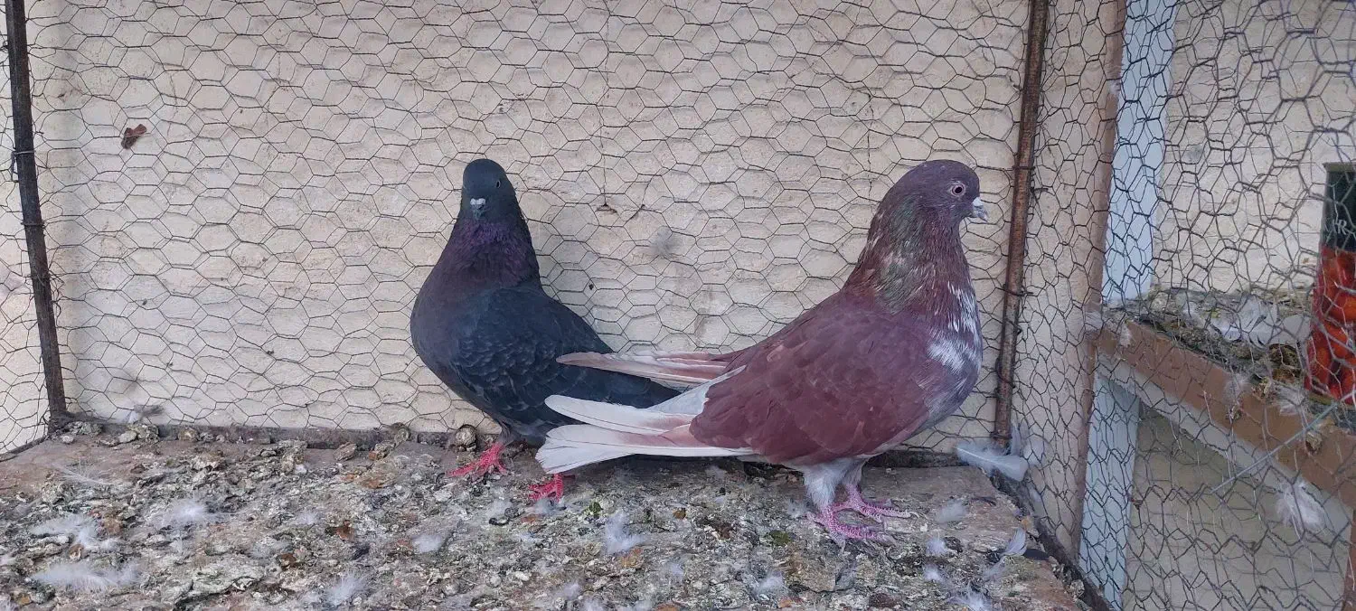 کبوتر سرخ پرشی|پرنده|اصفهان, حصه شمالی|دیوار