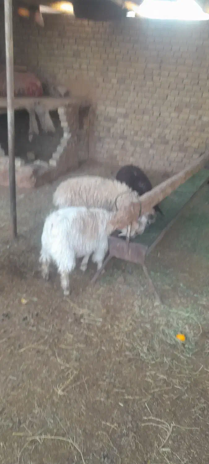 ۲عدد برره فروشی|حیوانات مزرعه|سبزوار, قصبه غربی|دیوار