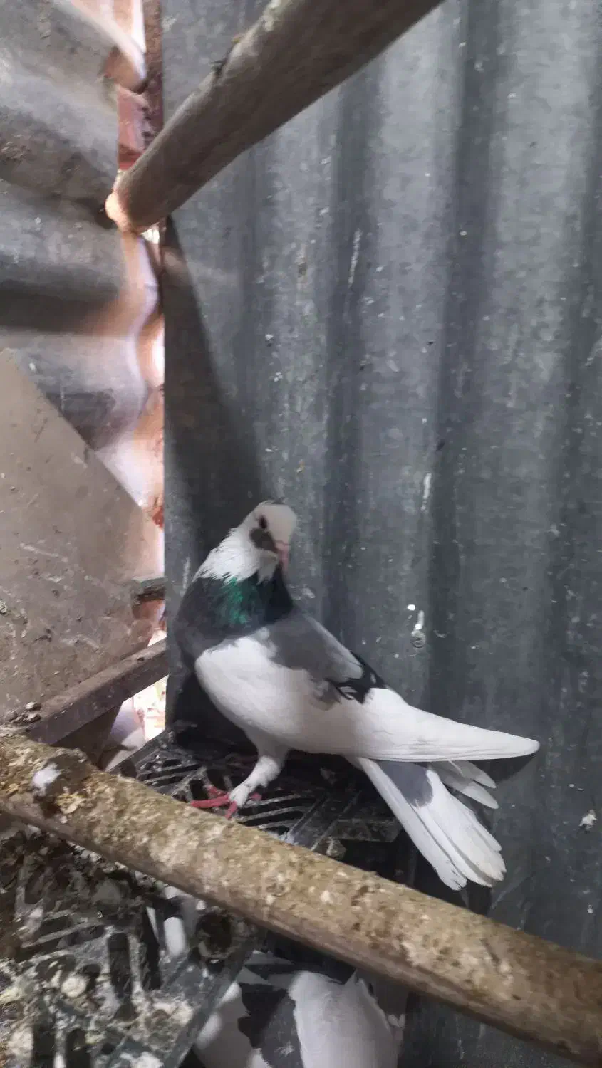 گرفتنی|پرنده|قم, زنبیل آباد|دیوار