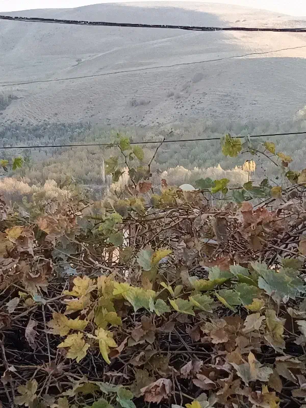 هرس انواع درخت میوه|خدمات باغبانی و درختکاری|بروجرد, |دیوار