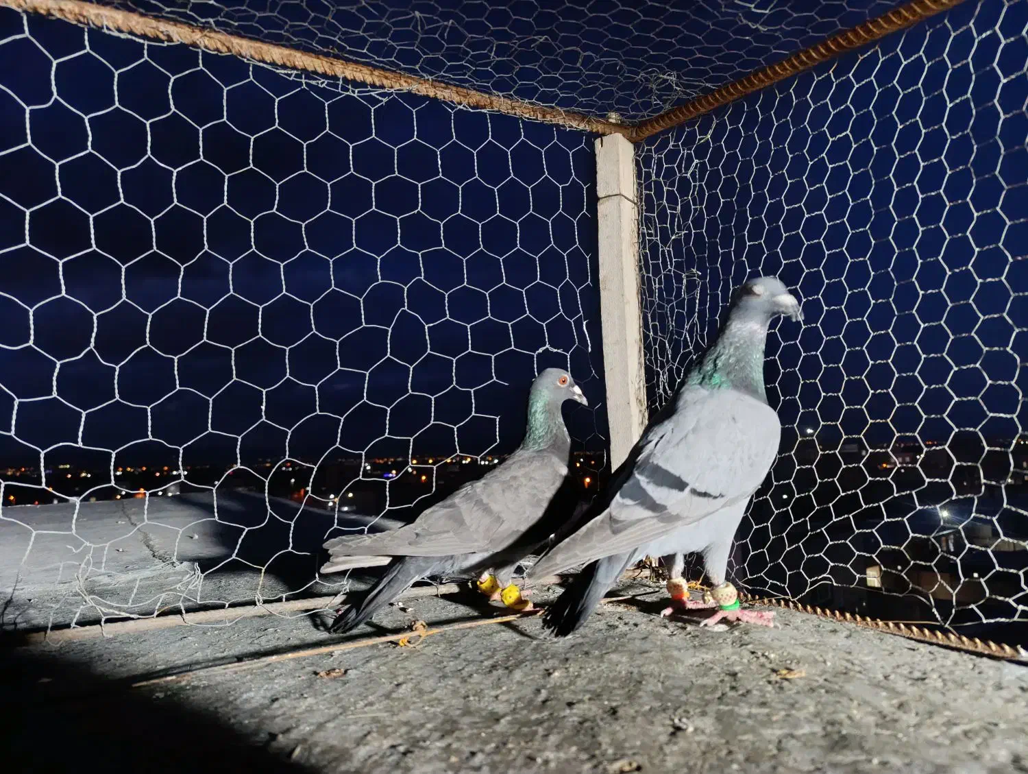 کبود نر خطی|پرنده|قزوین, |دیوار