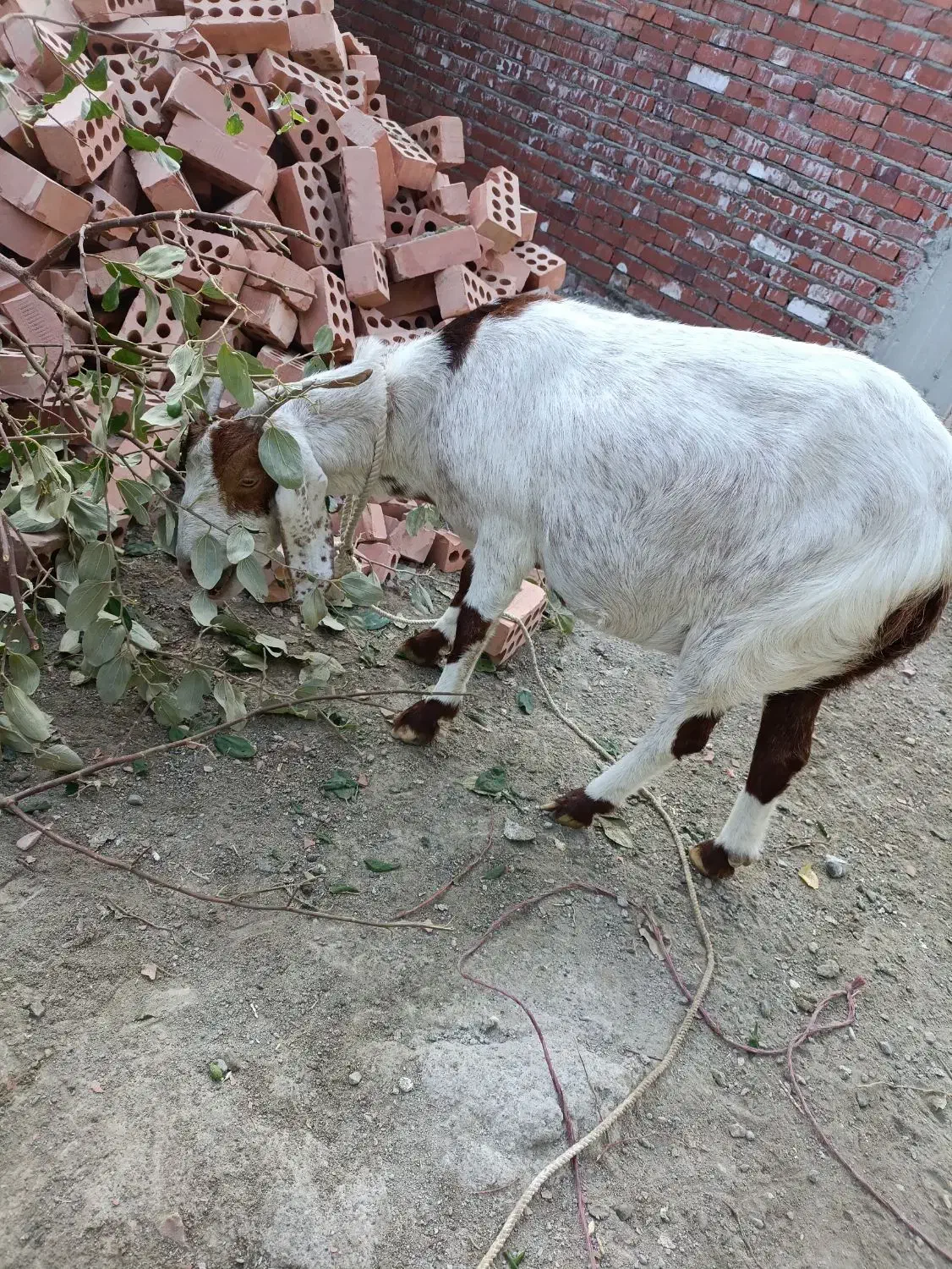 گوسفند آبستن ۴ماه|حیوانات مزرعه|کهنوج, |دیوار