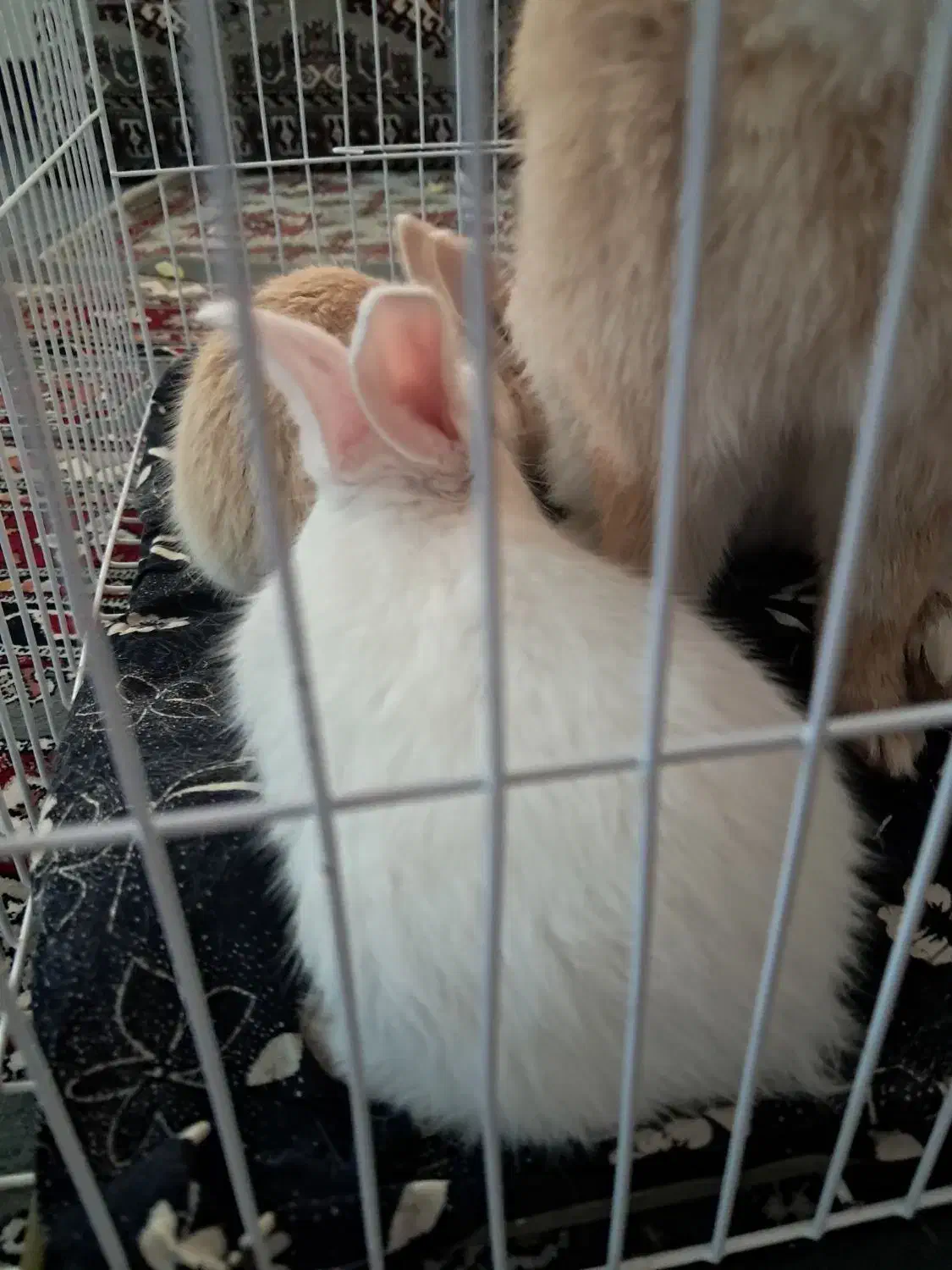 خرگوش|موش و خرگوش|آذرشهر, |دیوار