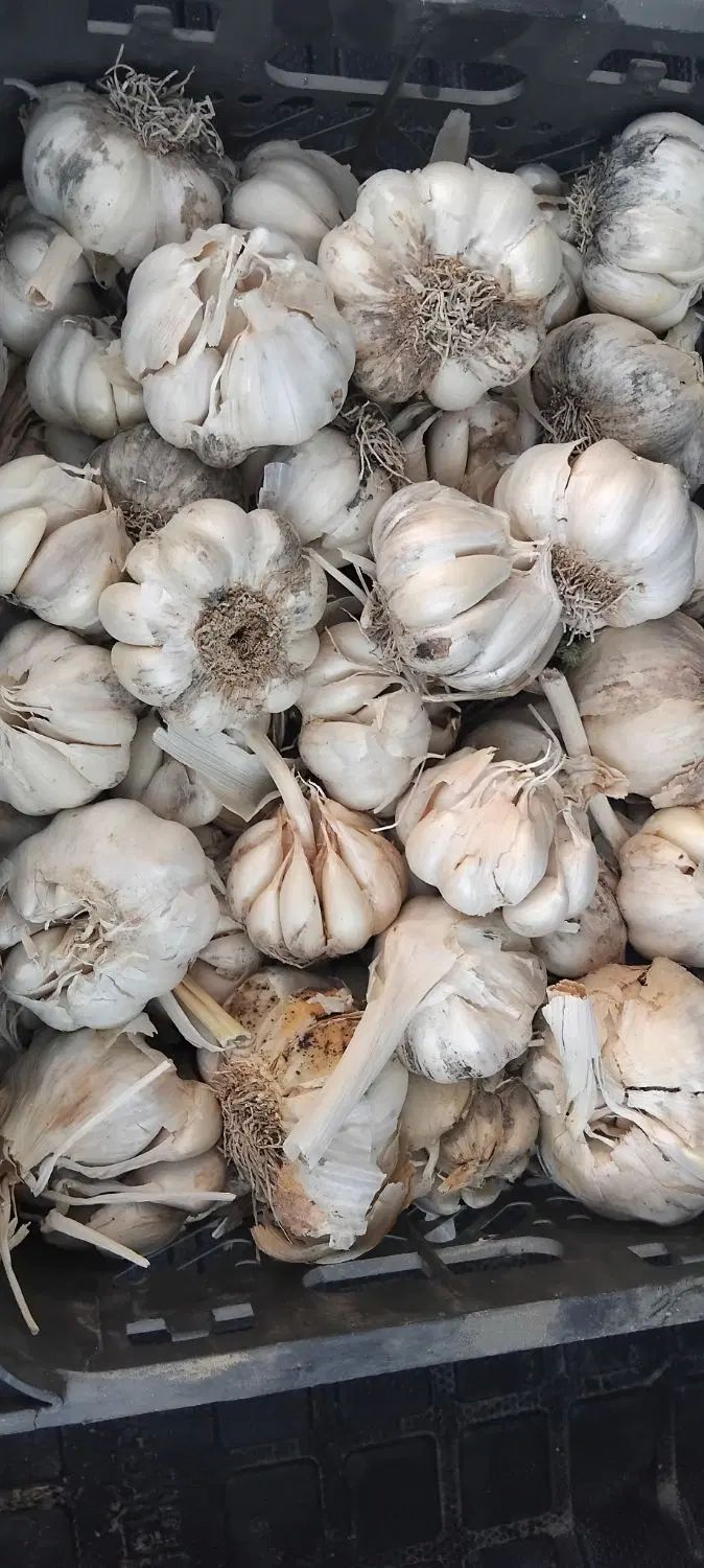 سیر|خوردنی و آشامیدنی|فیروزآباد (فارس), |دیوار