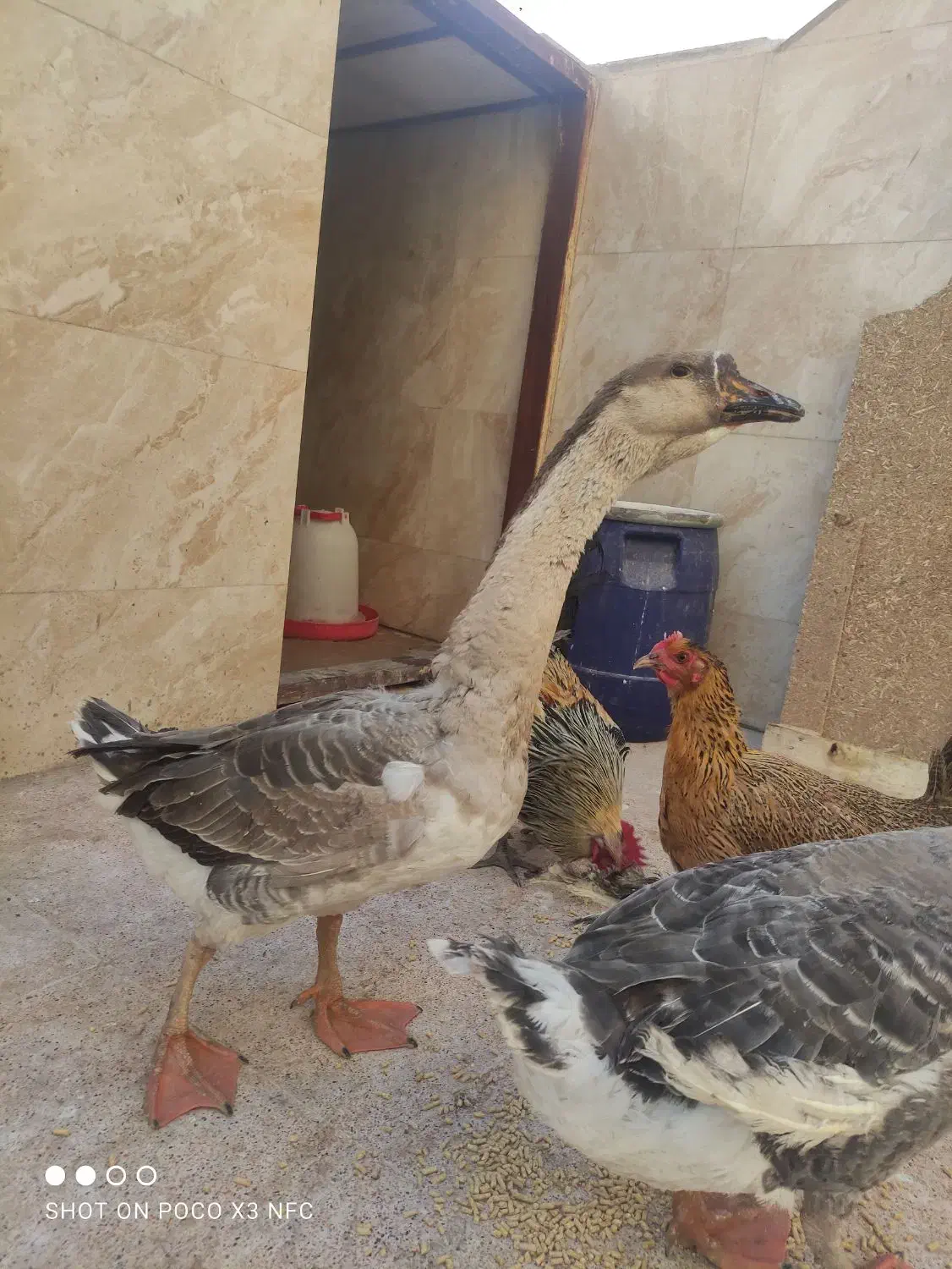 غوغاز افریقایی جوان|حیوانات مزرعه|شهر ری, فیروزآباد|دیوار