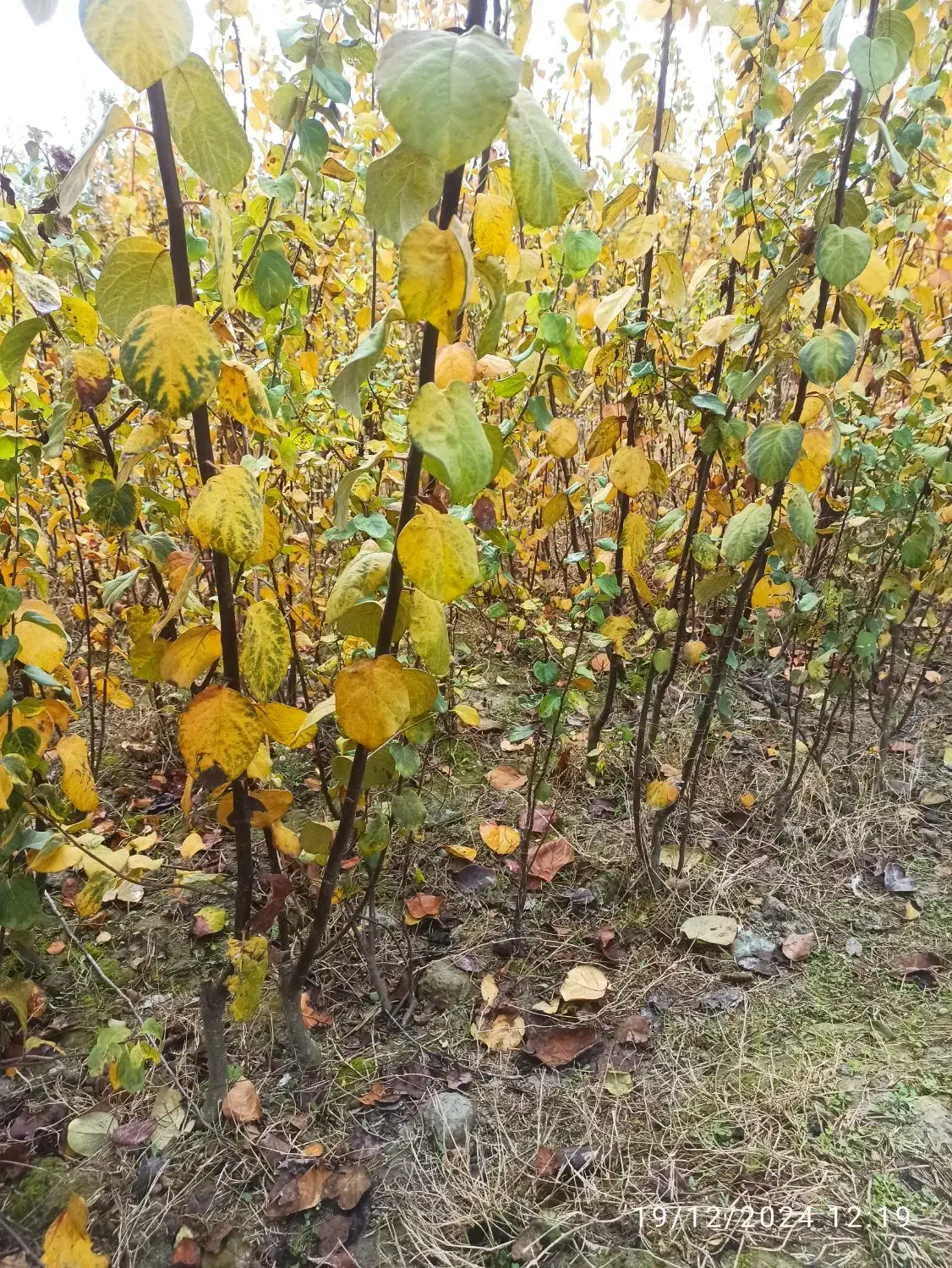 نهال به صادراتی مخصوص شمال.تعداد محدود|خدمات باغبانی و درختکاری|کردکوی, |دیوار