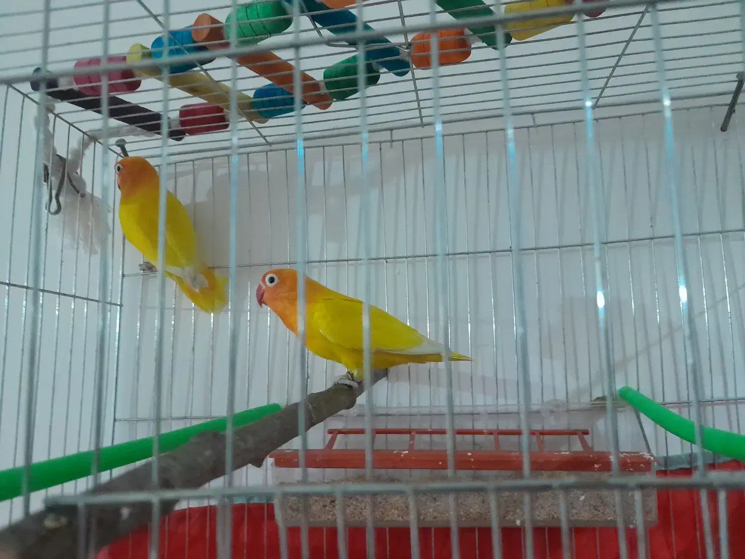 طوطی|پرنده|اردبیل, |دیوار