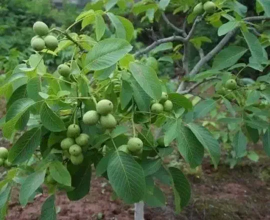 ارسال نهال از معتبرترین نهالستان کشور|خدمات باغبانی و درختکاری|کجور, |دیوار