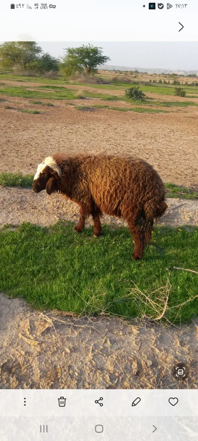 بره نر|حیوانات مزرعه|امیدیه, |دیوار