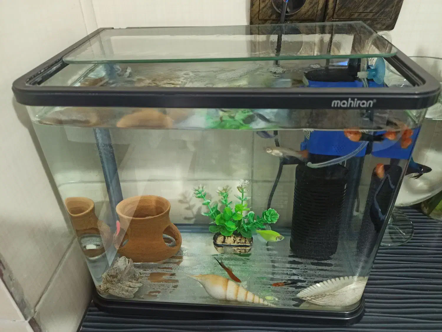 آکواریوم|ماهی|رشت, پاره بیجار|دیوار