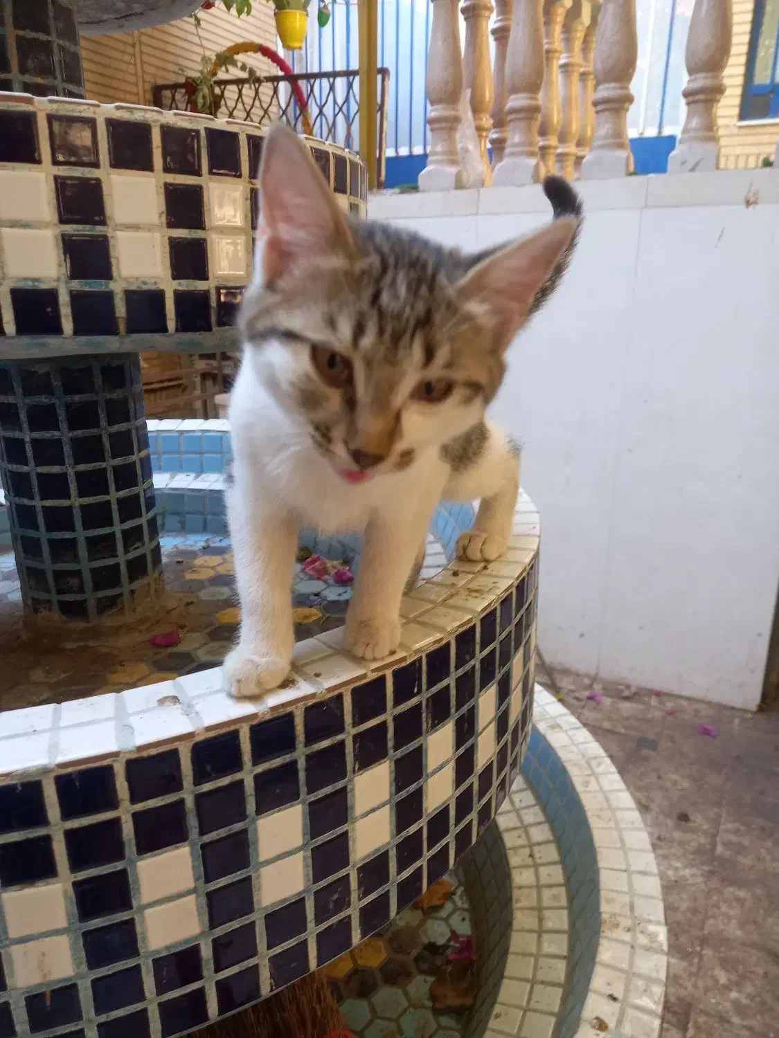 گربه|گربه|قم, دروازه ری|دیوار