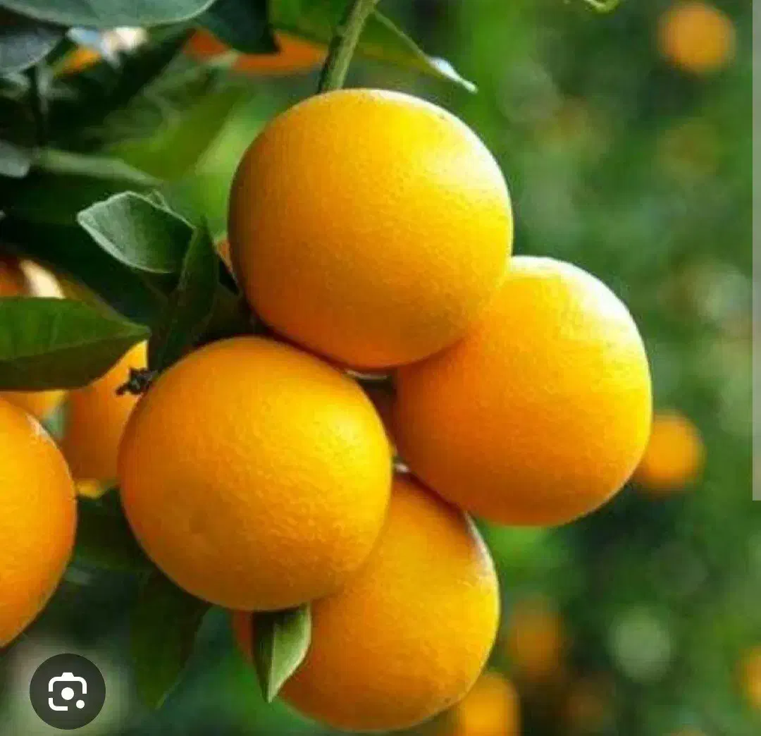 زمین باغی روستای سرآب‌ننیز|فروش دفتر صنعتی، کشاورزی، تجاری|دوگنبدان, |دیوار