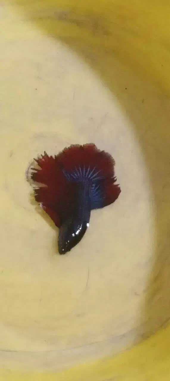 ماهی فایتر نر و ماده مولد تعداد|ماهی|مشهد, دریادل|دیوار