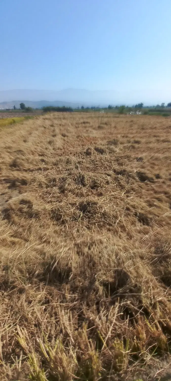 برنج تناژ شمال رستورانی با تست|عمدهفروشی|تهران, خواجه نصیر طوسی|دیوار
