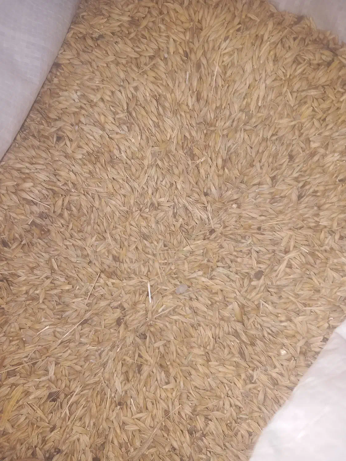 گندم وجو|خدمات باغبانی و درختکاری|شوشتر, |دیوار