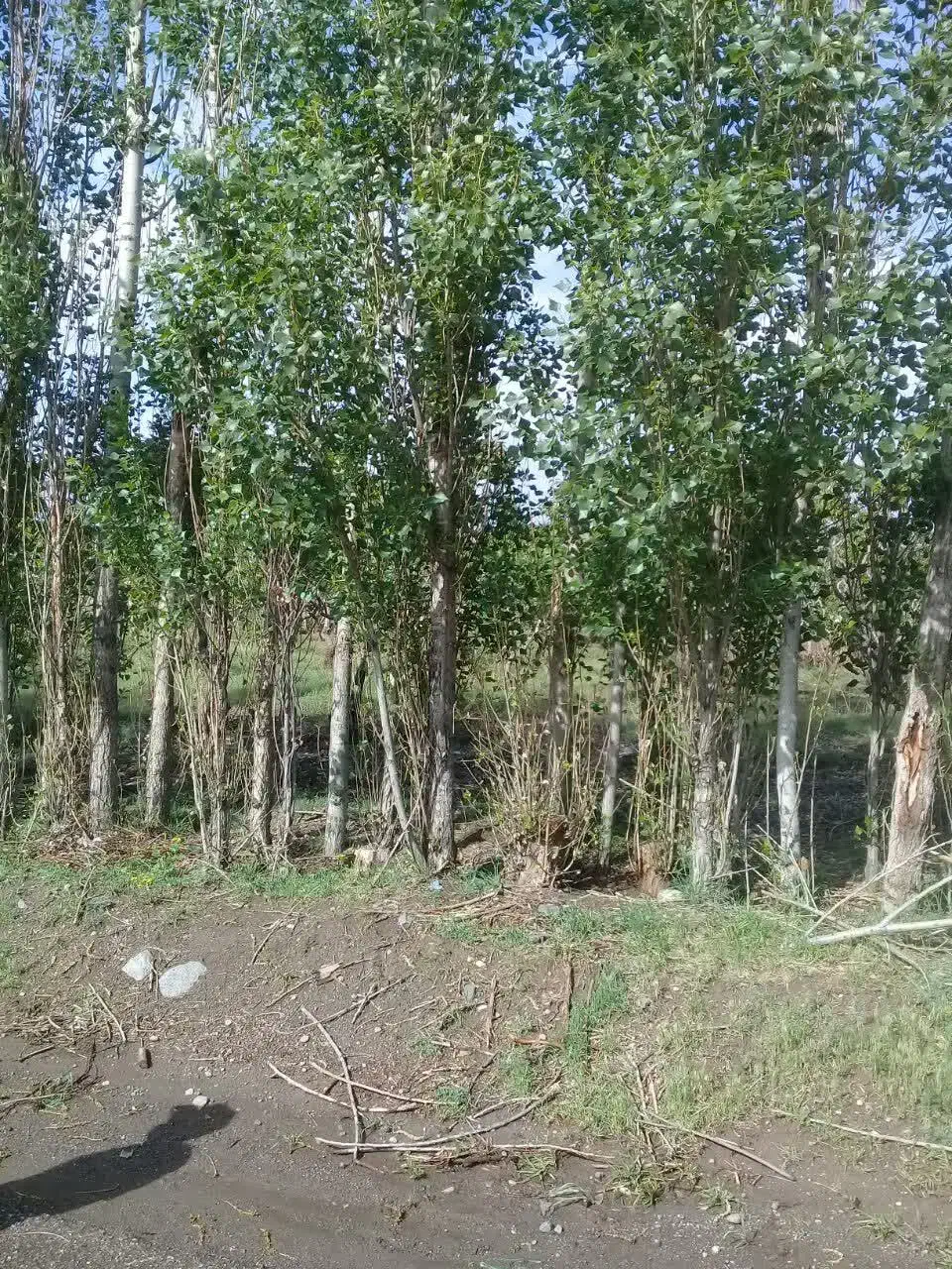 فروش باغ در روستای بیجق|فروش زمین و ملک کلنگی|مشگین شهر, |دیوار