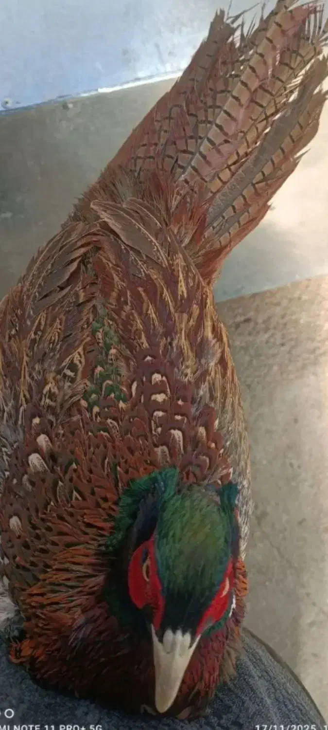 مرغ وخروس امریکایی|حیوانات مزرعه|بانه, |دیوار