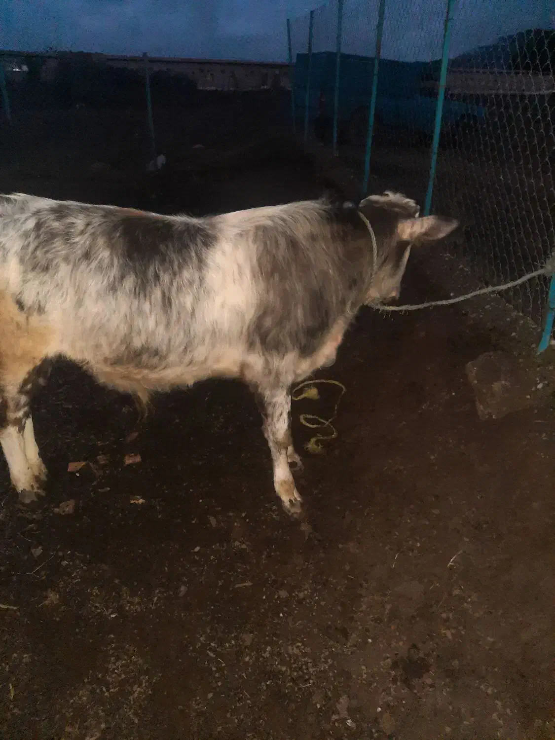 گوساله نر|حیوانات مزرعه|توتکابن, |دیوار