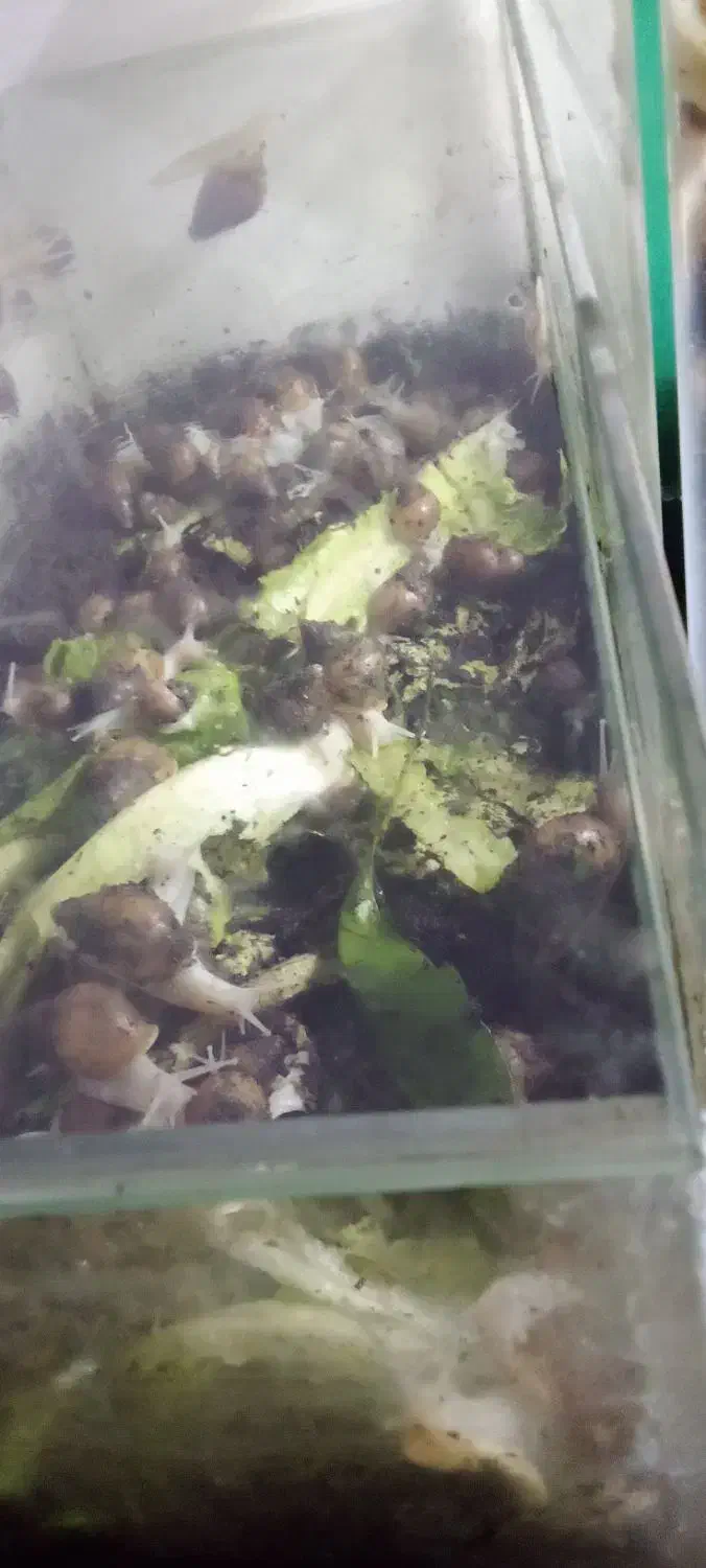 فورش حلزون تراپی اچتینا آلبینو|خزنده|خرمدره, |دیوار