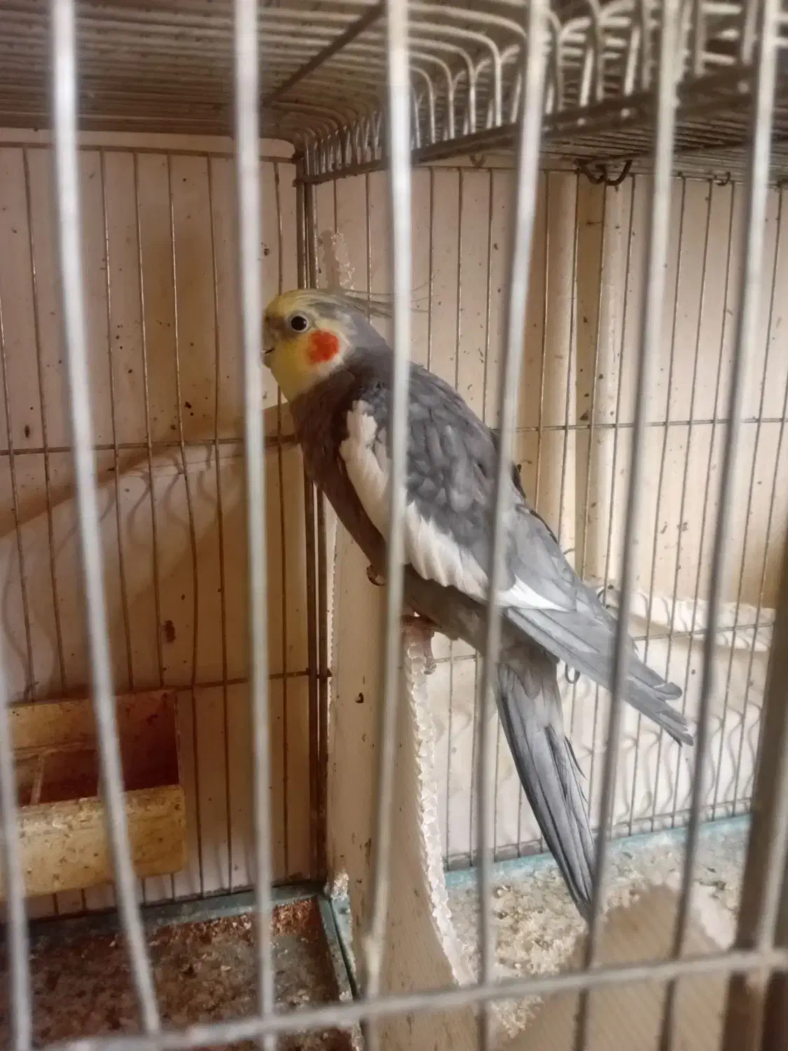 یک عروس هلندی یک جفت مرغ عشق و یک جفت فنچ|پرنده|جونقان, |دیوار