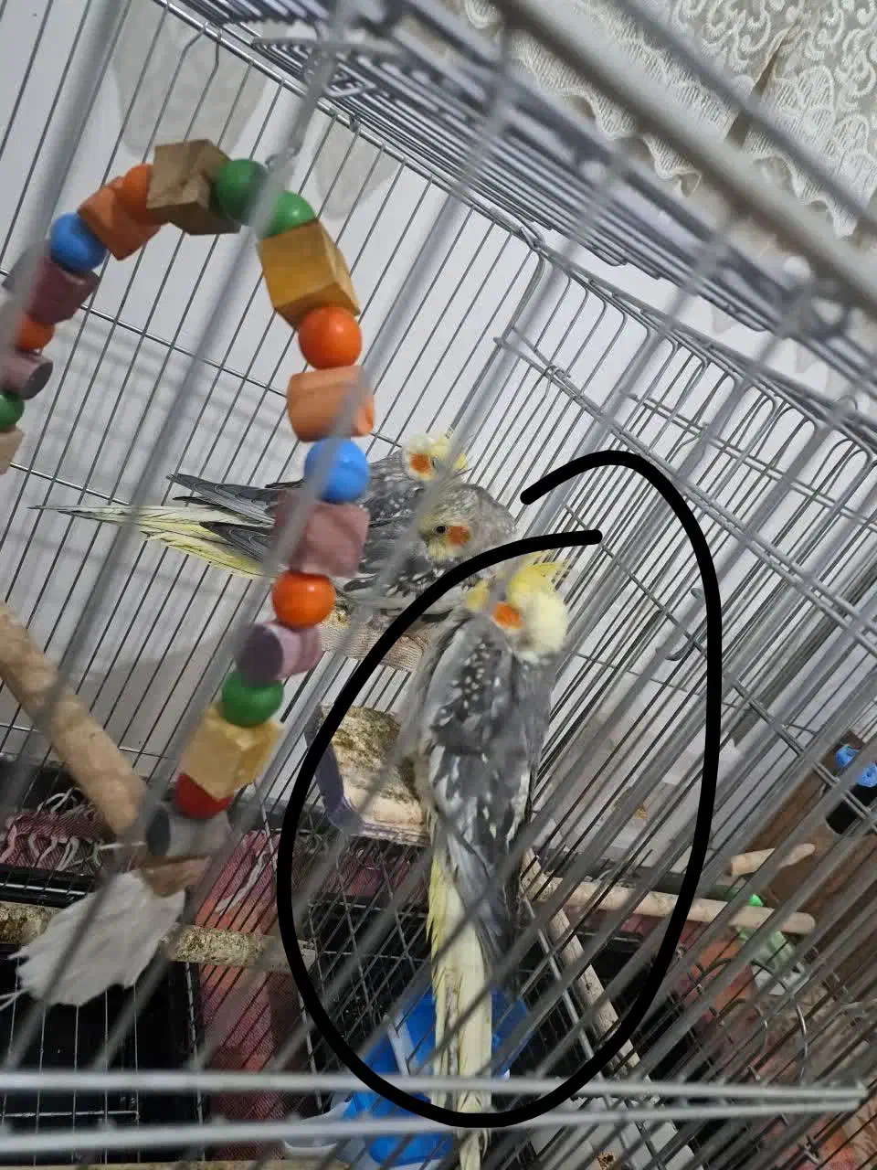 عروس هلندی|پرنده|رباط‌کریم, الارد|دیوار