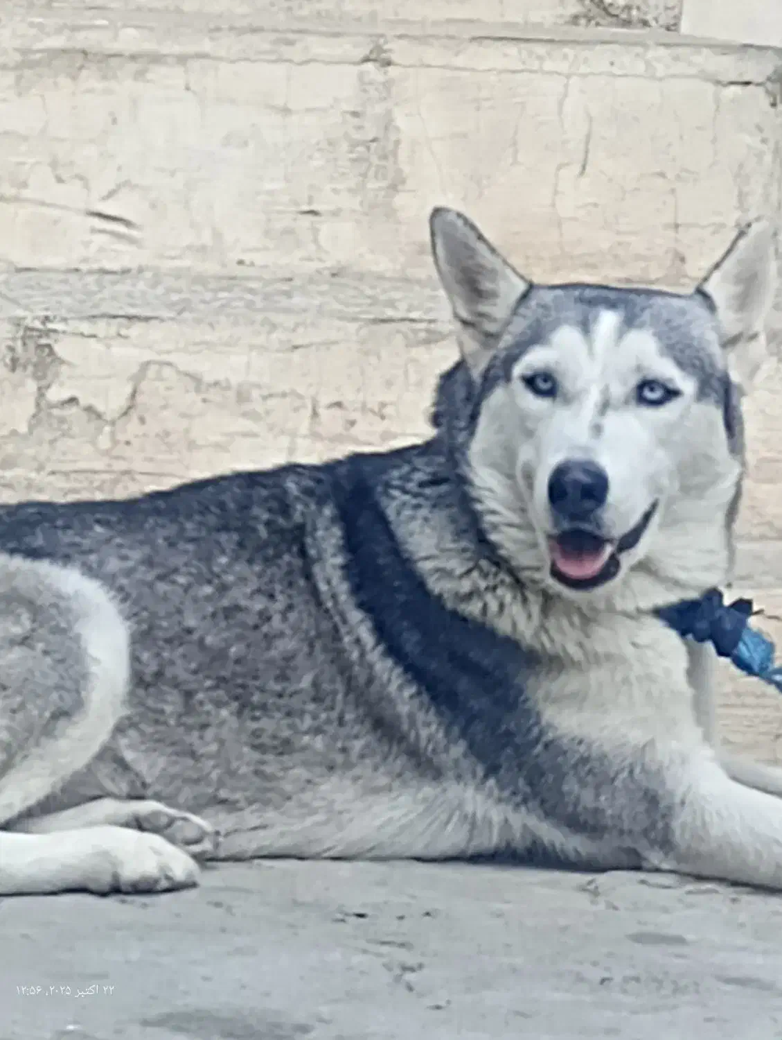 هاسکی ماده|سگ|گرگان, |دیوار