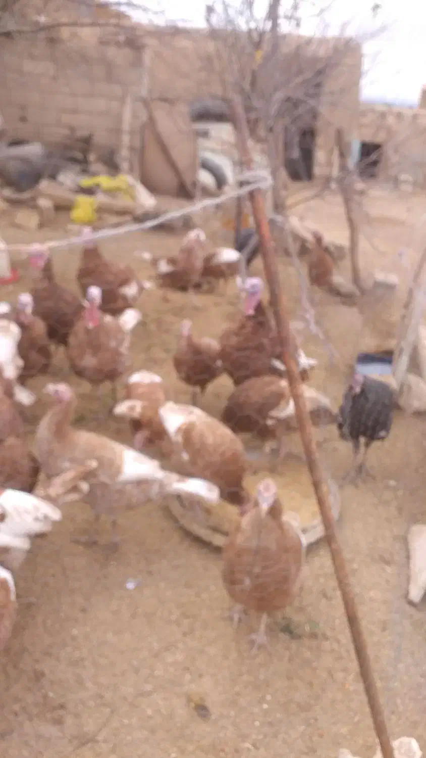 تعدادی بوقلمون|حیوانات مزرعه|نمین, |دیوار