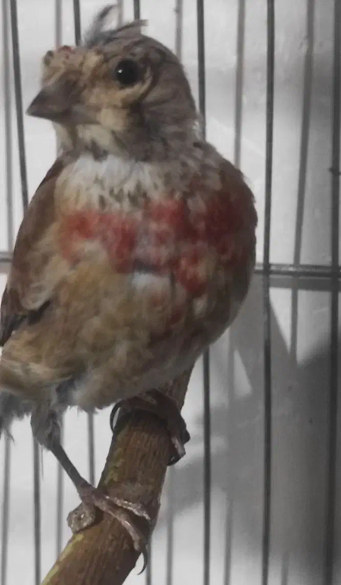 سهره قناری سینه سرخ عروس هلندی|پرنده|همدان, |دیوار