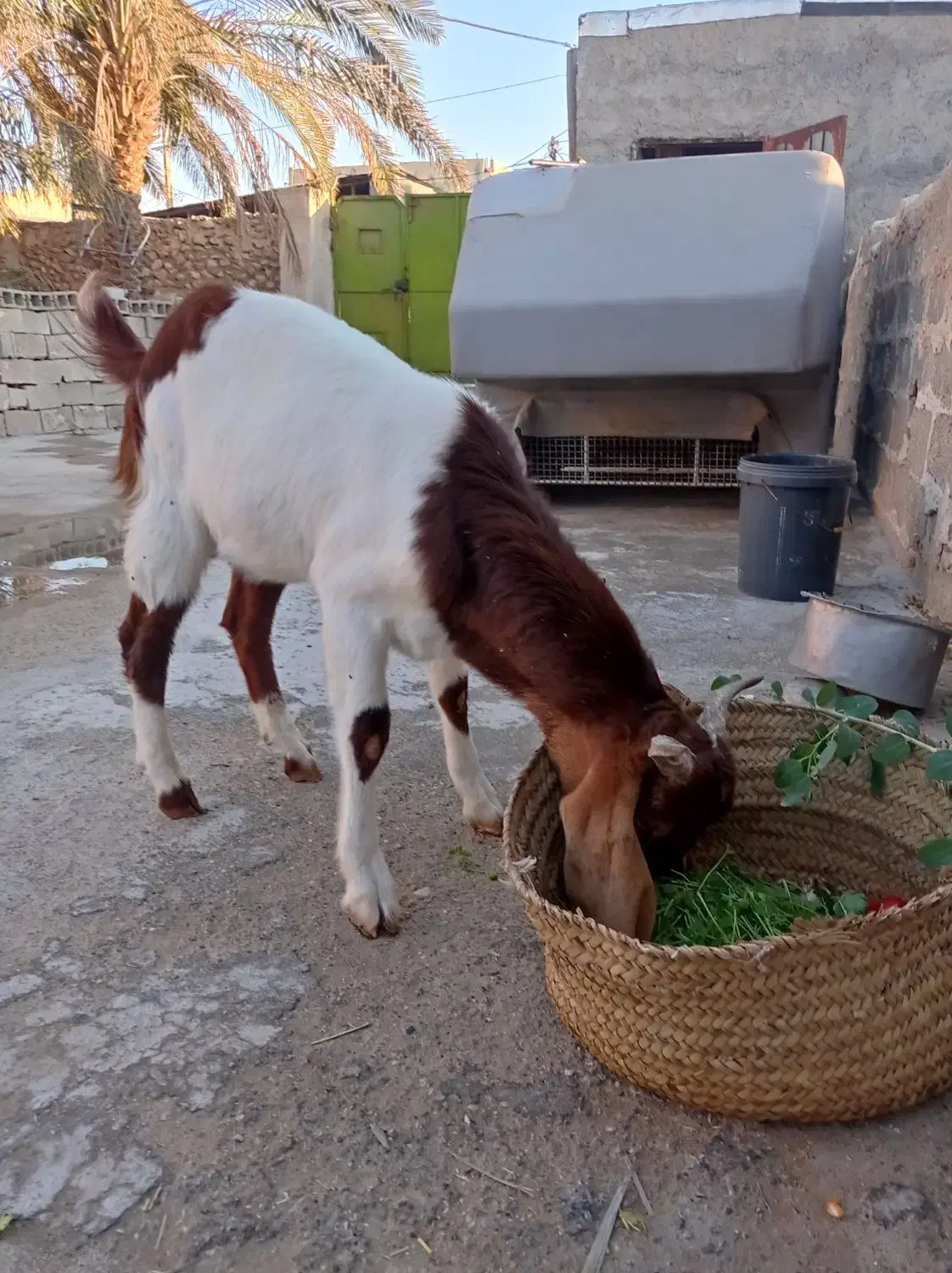 بز و کهره|حیوانات مزرعه|خورموج, |دیوار